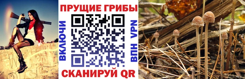 Псилоцибиновые грибы Psilocybine cubensis  купить  сайты  Энгельс 